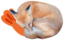 fREEDshrimp emote for Discord