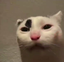funnycat emote for Discord